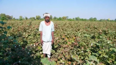 Late winter causes huge loss to agriculture in Gujarat, farmers are worried