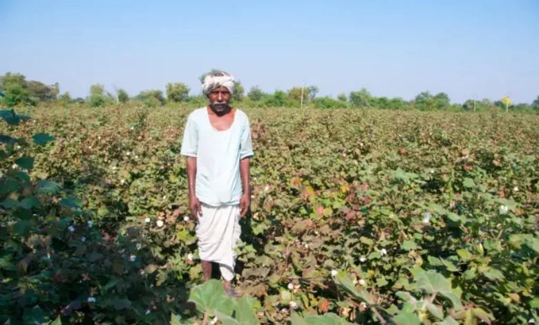 Late winter causes huge loss to agriculture in Gujarat, farmers are worried