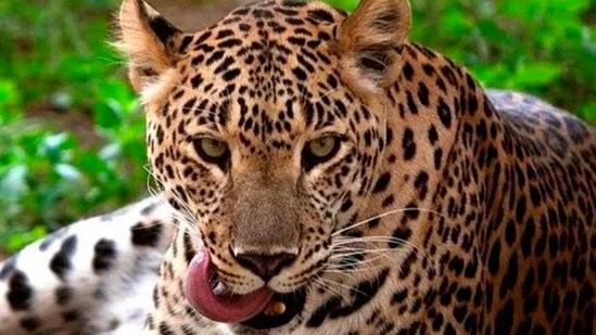 Man-eating leopard sentenced to ‘life imprisonment’ successful  Surat