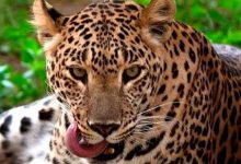 Man-eating leopard sentenced to ‘life imprisonment’ in Surat