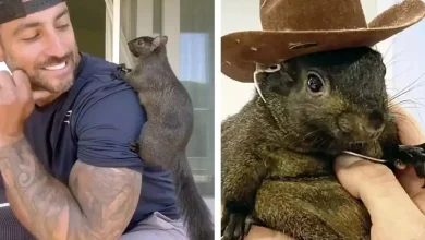 The murder of social media star squirrel Pnut has become a topic of political debate in America