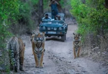 Out of 25 missing tigers in Rajasthan tigers have been found