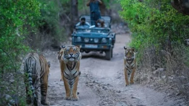 Out of 25 missing tigers in Rajasthan tigers have been found