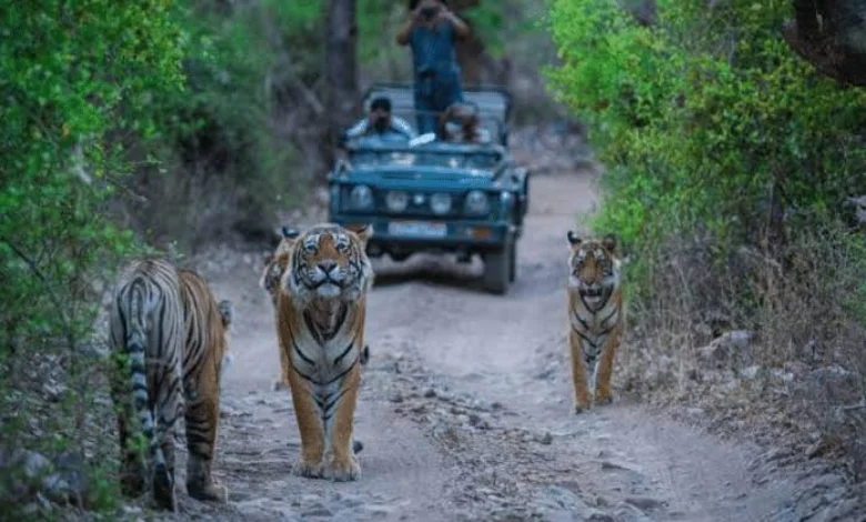 Out of 25 missing tigers in Rajasthan tigers have been found