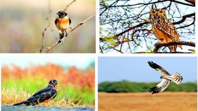 Travel Plus: Pattani's World's Largest Collective Roosting Roof - Blackbuck National Park, Velavadar