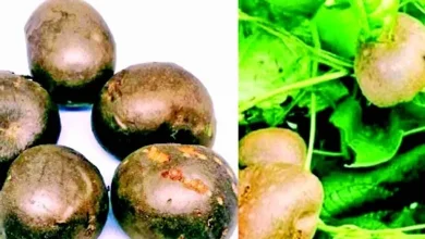 From diet to health: How useful are mountain vegetables and tubers?