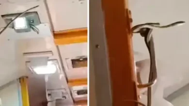 Viral Video Snake in Train janshatabdi express