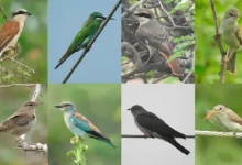 230 species of birds have been recorded in Kutch, including rare birds, migratory birds flock to Pakistan