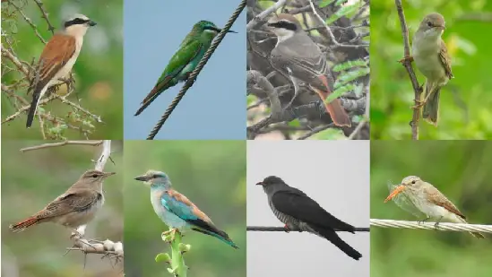 230 species of birds have been recorded in Kutch, including rare birds, migratory birds flock to Pakistan