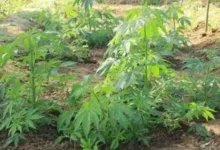 Ganja cultivation caught from a residential house in Sinugra village of Anjar, Rs. 1.63 lakh seized