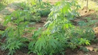 Ganja cultivation caught from a residential house in Sinugra village of Anjar, Rs. 1.63 lakh seized