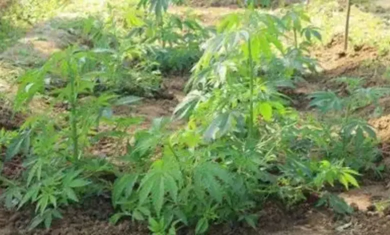 Ganja cultivation caught from a residential house in Sinugra village of Anjar, Rs. 1.63 lakh seized