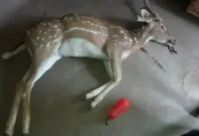 Silence of the forest department on the death of three chital deer in Banni of Kutch: Accused of hiding the statistics