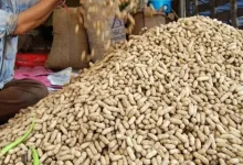 Purchase of Groundnut in support of Gujarat