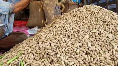 Purchase of Groundnut in support of Gujarat