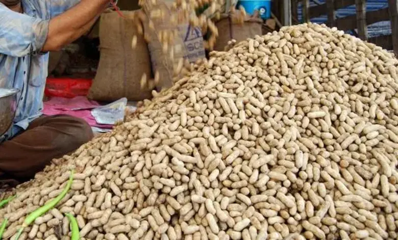 Purchase of Groundnut in support of Gujarat