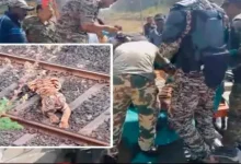 tigress blocks railway tracks for 7 hours