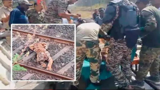 tigress blocks railway tracks for 7 hours