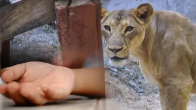 lion-attacks-girl-in-amreli-district