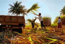 workers processing sugarcane in a factory, highlighting reduced production