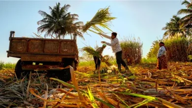 workers processing sugarcane in a factory, highlighting reduced production