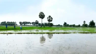 Continuous rains in Tamil Nadu damage standing crops in Cauvery Delta region