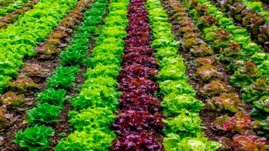 fresh produce grown in urban farms