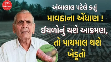 Ambalal Patel Predicts Rain Impact on Gujarat Crops