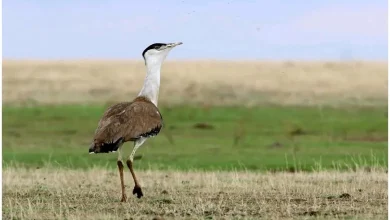 Central team shelters in Kutch's Ghorad Sanctuary to save endangered bird.