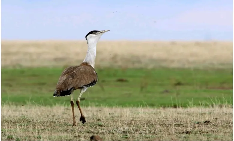 Central team shelters in Kutch's Ghorad Sanctuary to save endangered bird.