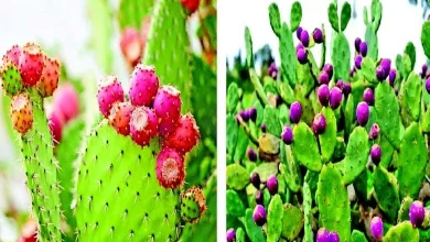 From Diet to Health: Thor-Cactus with Medicinal Properties