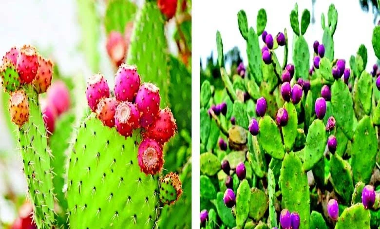 From Diet to Health: Thor-Cactus with Medicinal Properties