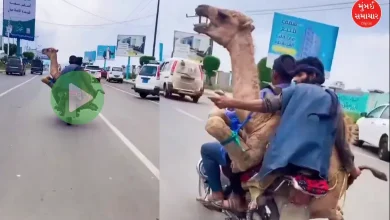 Two young men made a camel ride a bike