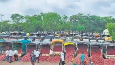 Farmers in Nashik stop onion auction due to price drop