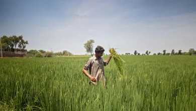 The ban on futures of seven agricultural commodities was extended for another forty days