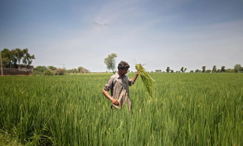 The ban on futures of seven agricultural commodities was extended for another forty days