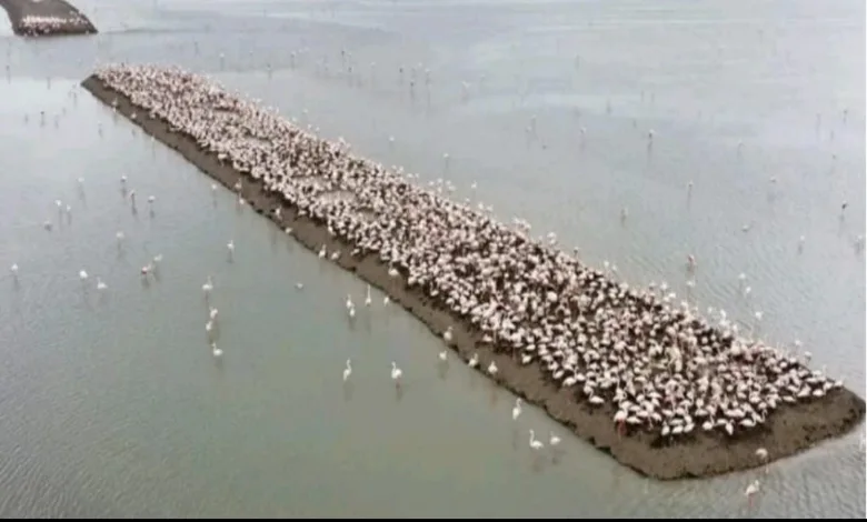 Flamingos have reached Kutch