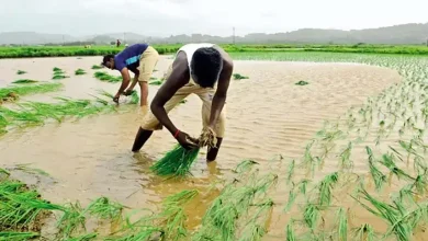 Gujarat Agriculture News