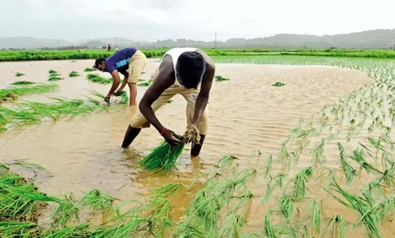 Gujarat Agriculture News