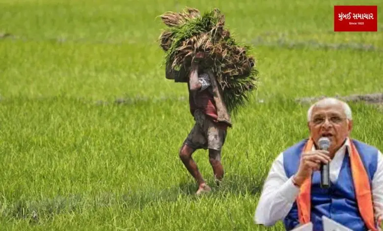 Gujarat government paid assistance to farmers