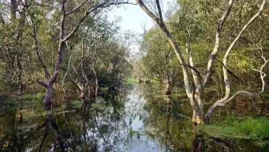 school children stranded in Katarnia wild life santuary