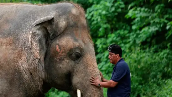 Elephant Care Center for injured and sick elephants in Chandragiri Reserve Forest, Odisha"