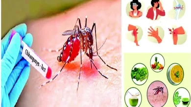 Special: Beware of Chikungunya…! It is important to know these details