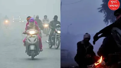 Gujarat Weather: Cold experience with north-easterly winds, Naliya cool with temperature of 6 degrees