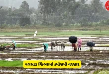 Unseasonal rains in Valsad district amid the onset of winter, increasing concerns among farmers