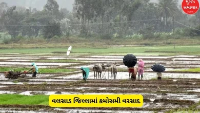 Unseasonal rains in Valsad district amid the onset of winter, increasing concerns among farmers