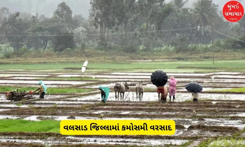 Unseasonal rains in Valsad district amid the onset of winter, increasing concerns among farmers