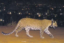 What was a leopard from Kuno National Park