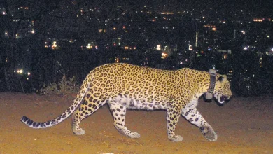 What was a leopard from Kuno National Park