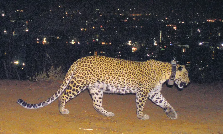 What was a leopard from Kuno National Park